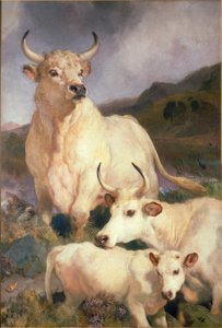 Wild Cattle of Chillingham, Northumberland, ca. 1867